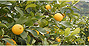 現在の大長はレモンやミカン等の柑橘類の生産が盛ん。
