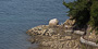 三ヶ崎先端の地蔵鼻。地蔵岩と呼ばれる岩に地蔵菩薩が刻まれている。この地蔵岩に関わる戦国期の伝説も残されている。