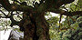 善城寺のタブノキ。根元周囲5.4メートル。枝張りは半径8～9メートル。幹の下部に空洞があり中に弘法大師の座像が安置されている。