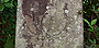 勝栄寺に残る室町期の板碑。阿弥陀如来象の向かって右に「延徳三年」（１４９１）、左に「二月十五日」とあり、紀年銘のあるものは山口県下でもたいへん珍しいものだという。 